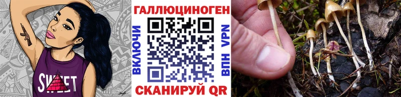 где можно купить наркотик Каменка Псилоцибиновые грибы Magic Shrooms